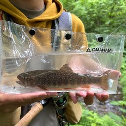 ニッコウイワナ