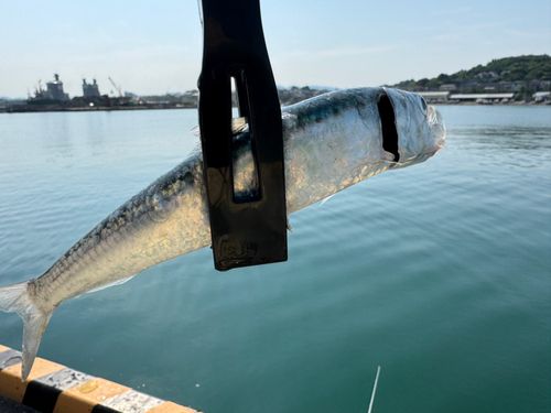 イワシの釣果