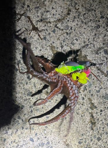 タコの釣果