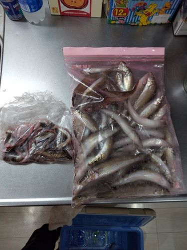 アナゴの釣果