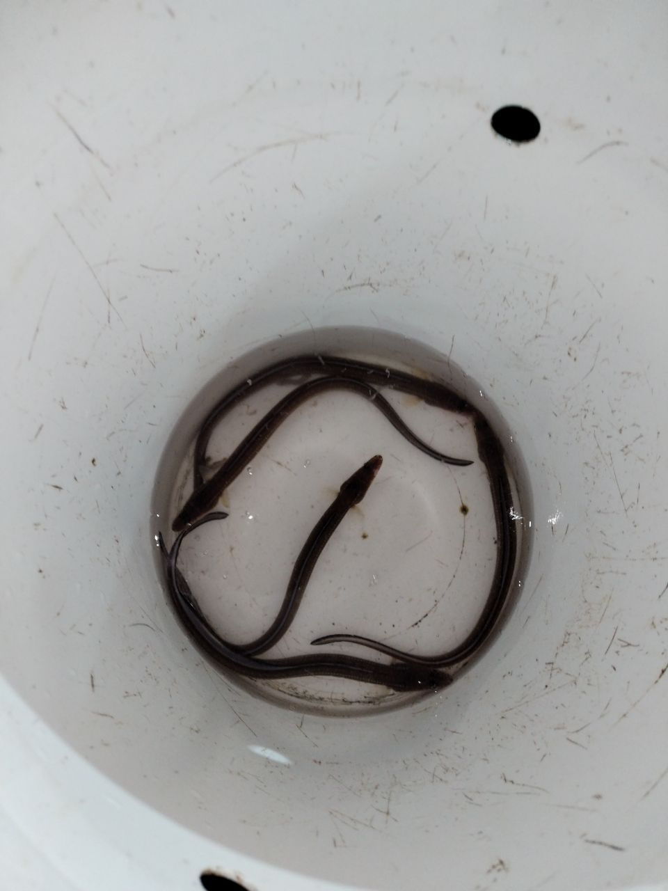 アナゴ