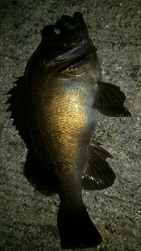 アカメバルの釣果