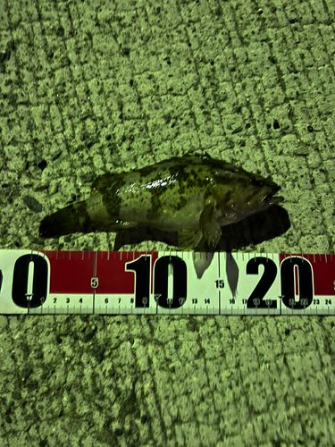 タケノコメバルの釣果