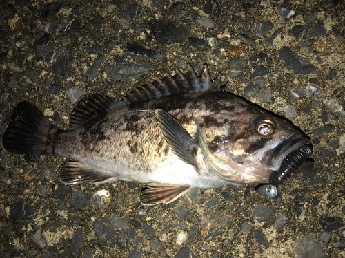 クロソイの釣果