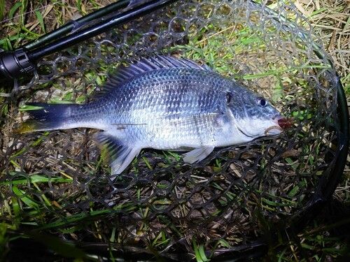 キビレの釣果