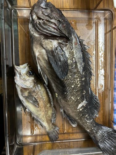 クロソイの釣果
