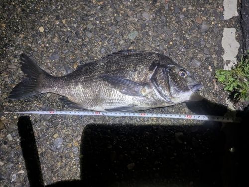 クロダイの釣果