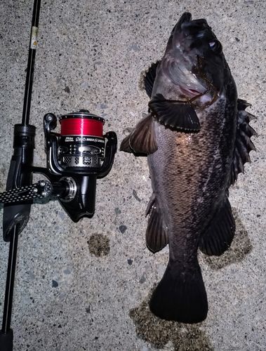 クロソイの釣果
