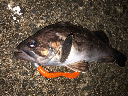 クロソイの釣果