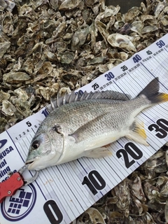 キビレの釣果