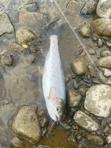 ニジマスの釣果