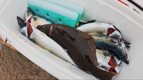 サバの釣果
