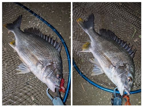 キビレの釣果