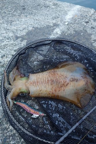 アオリイカの釣果