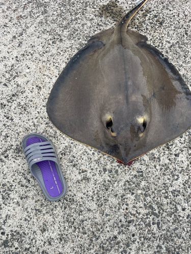 アカエイの釣果