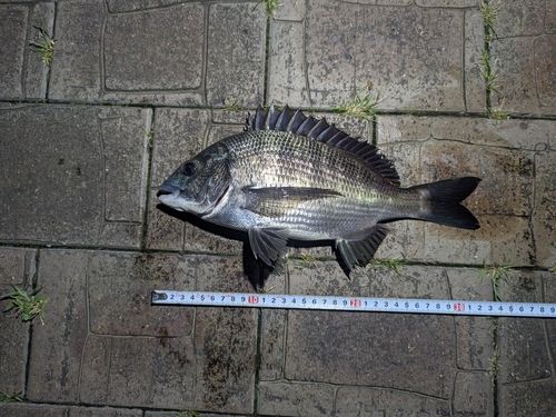 クロダイの釣果