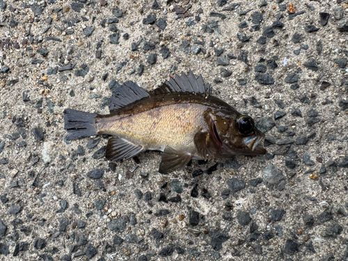 メバルの釣果