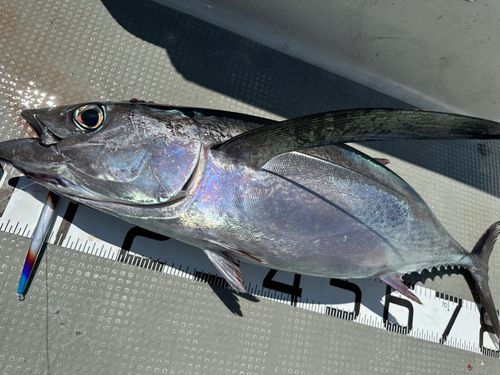 ビンチョウマグロの釣果