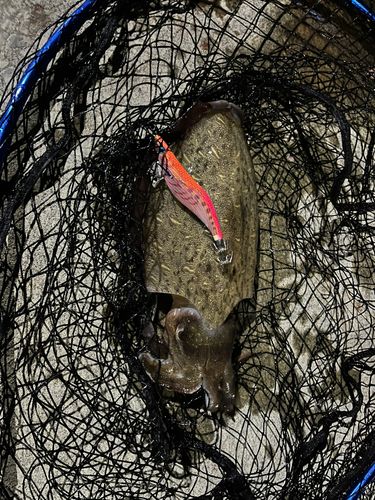 コウイカの釣果