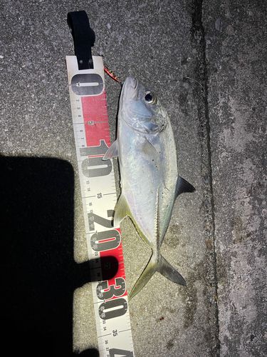 ミナミマゴチの釣果
