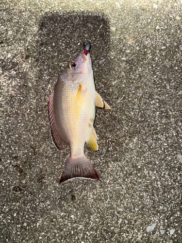 オキフエダイの釣果