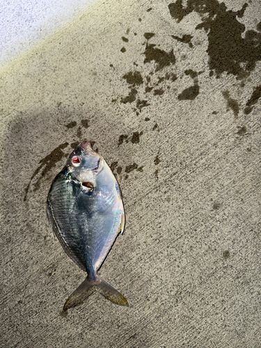 セイタカヒイラギの釣果