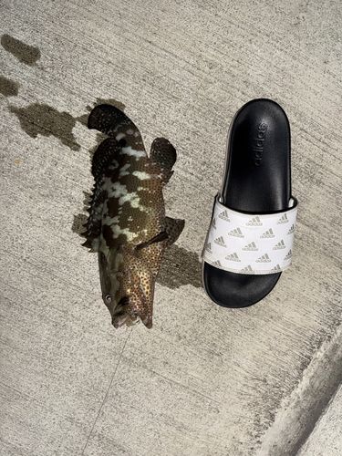 マダラハタの釣果