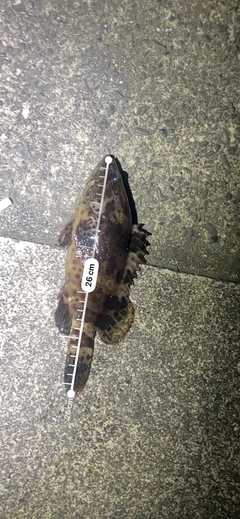 チャイロマルハタの釣果