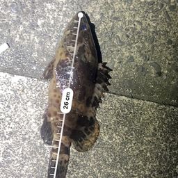 チャイロマルハタ