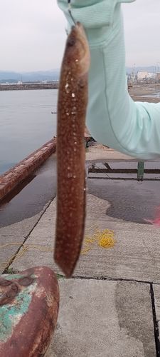 ハオコゼの釣果