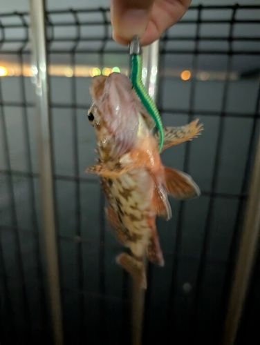 カサゴの釣果