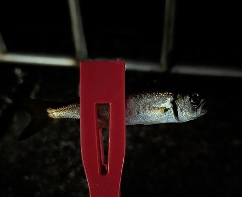 ムツの釣果