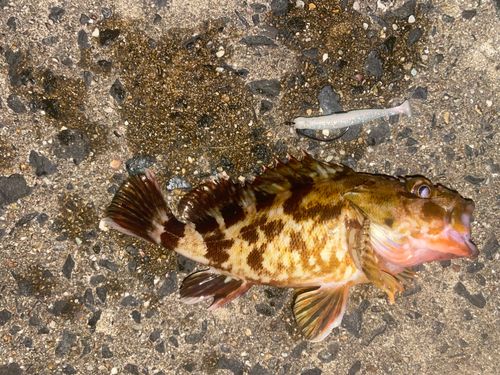 カサゴの釣果