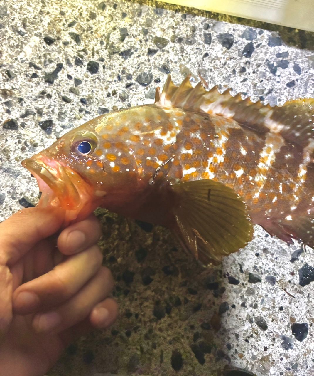 アコウ