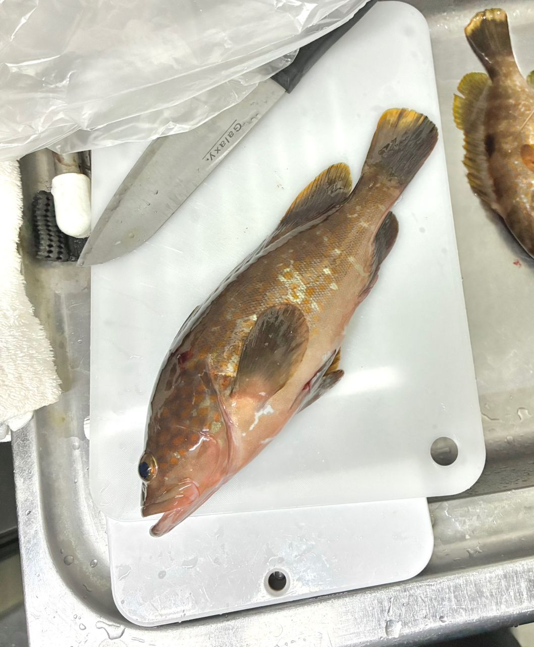 アコウ