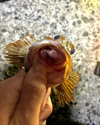 カサゴ