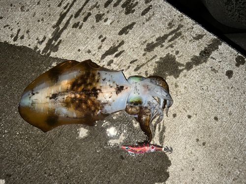 アオリイカの釣果