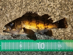 メバルの釣果