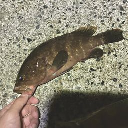 アコウ