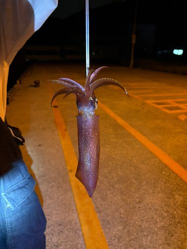 ケンサキイカの釣果