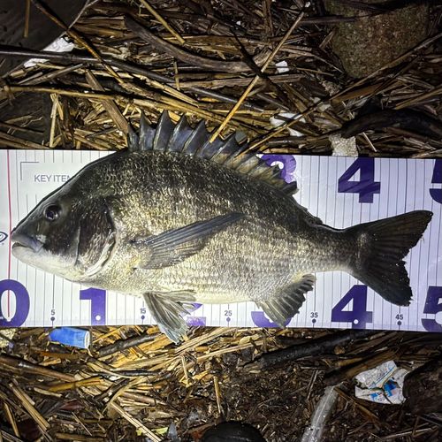 クロダイの釣果