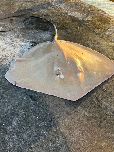 エイの釣果