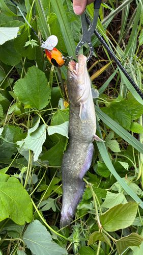 マナマズの釣果