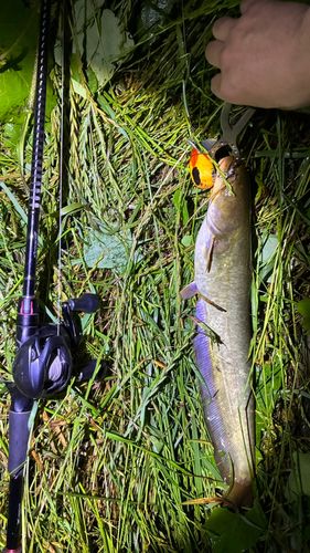 マナマズの釣果