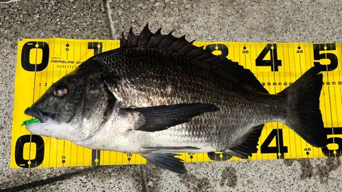 クロダイの釣果