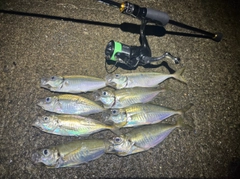 アジの釣果