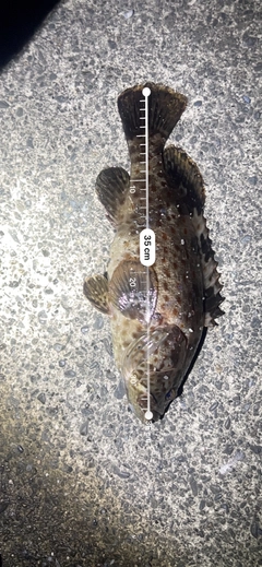 チャイロマルハタの釣果