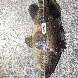 チャイロマルハタ