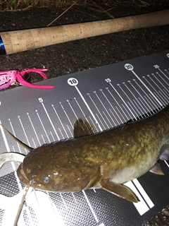 ナマズの釣果