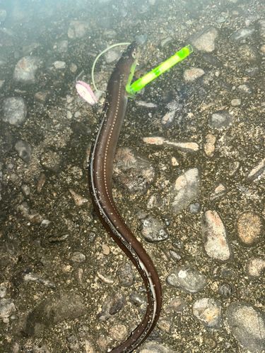 マアナゴの釣果